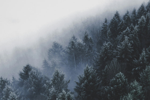 Norse Winter Beard Balm