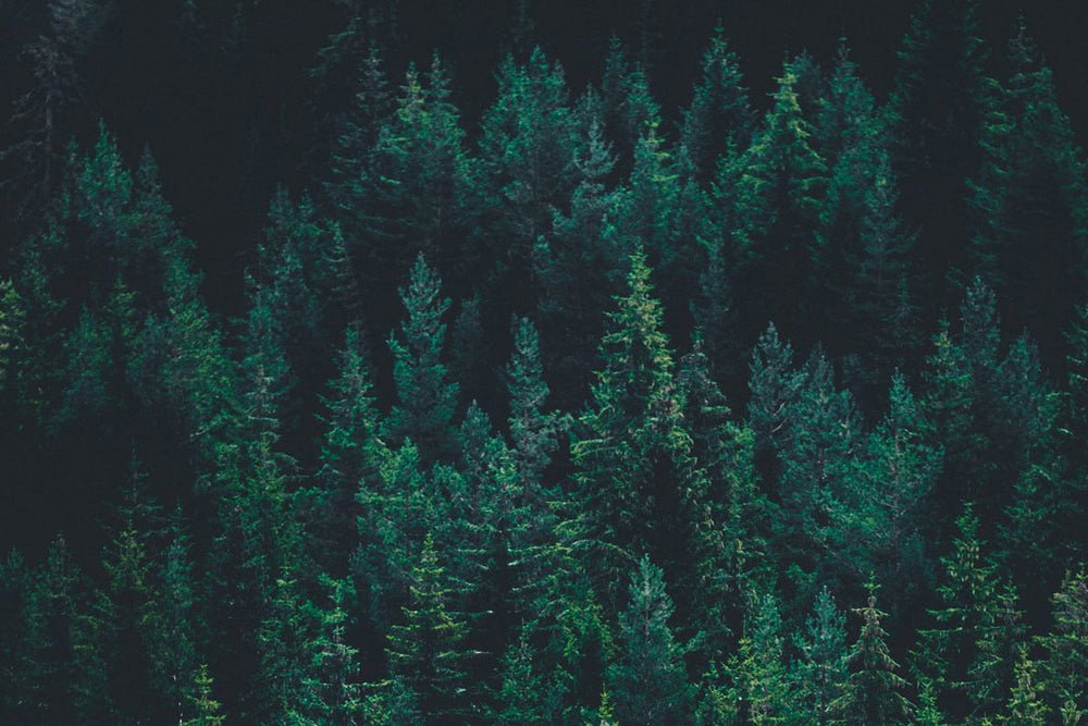 Dense evergreen forest with deep green pine or spruce trees. The coniferous trees create a thick canopy against a dark background, showcasing the vibrant emerald tones of the needles.