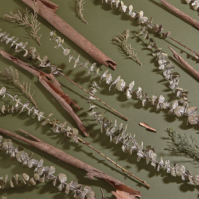 A still life of items reminiscent of Tree Ranger’s fragrance notes: stems of eucalyptus, cedar and curled tree bark in diagonal lines.