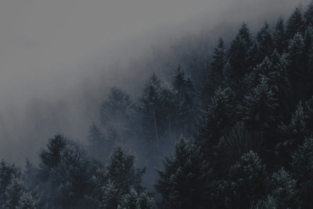 Norse Winter Beard Oil