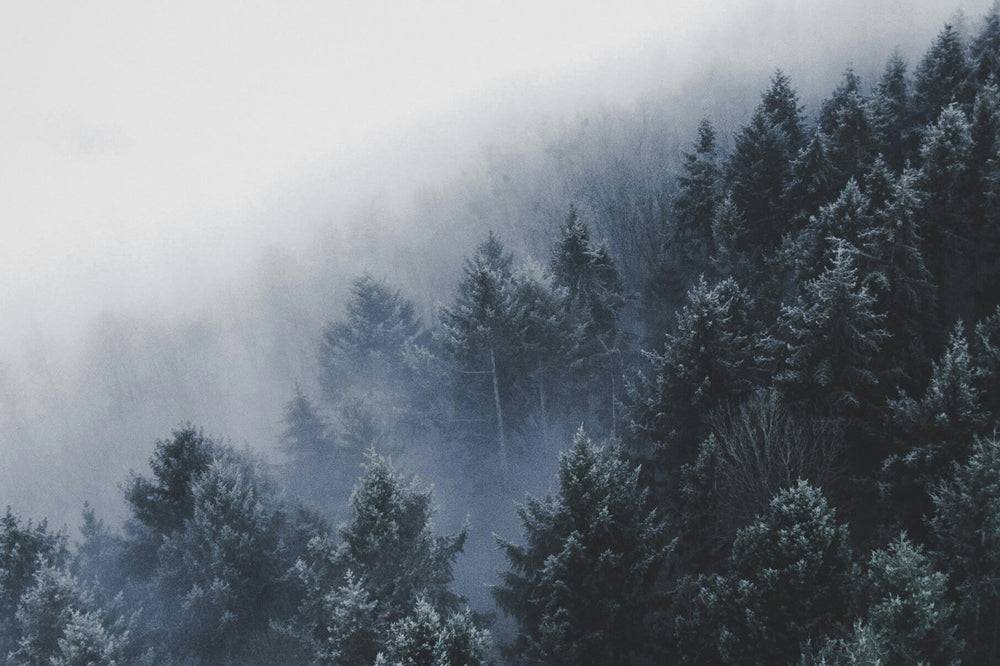 A misty winter forest with evergreen trees covered in frost, fading into the foggy background.