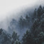 A misty winter forest with evergreen trees covered in frost, fading into the foggy background.