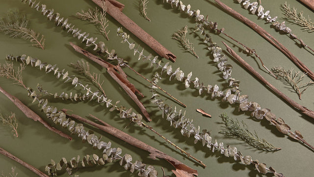A still life of items reminiscent of Tree Ranger’s fragrance notes: stems of eucalyptus, cedar and curled tree bark in diagonal lines.