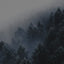 A misty winter forest with evergreen trees covered in frost, fading into the foggy background.